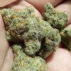 Buy RS 11 Strain – Bild 3
