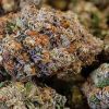 Buy Acai Gelato Strain – Bild 3