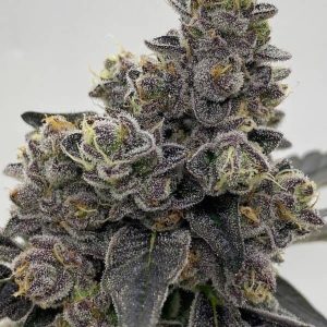 White Cheetoz kaufen