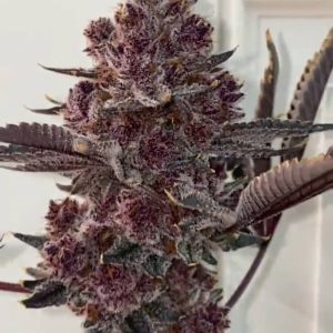 Tropicana Cherry kaufen