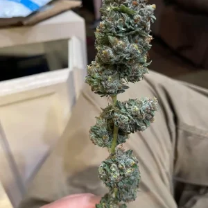 Pineapple Express kaufen Deutschland