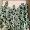Buy Pineapple Express Strain – Bild 3